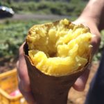なめらかな舌触り“シルクスイート”を食べる至福の農業体験