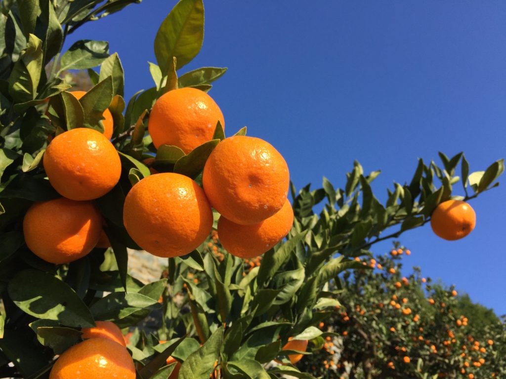 地域循環を生み出す新しい仕組み！“お手伝いワーカー”として収穫体験に参加してきました！