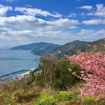 ピンクと青のコントラストが美しい！四国最西端日本一細長い半島で見つけた春の兆し！