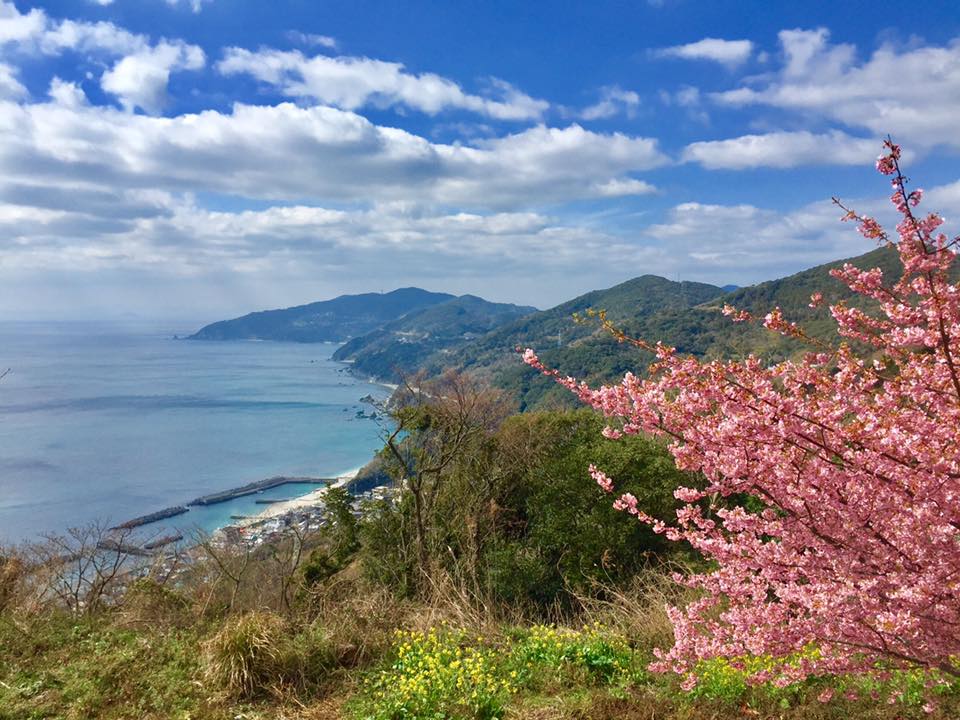 ピンクと青のコントラストが美しい！四国最西端日本一細長い半島で見つけた春の兆し！