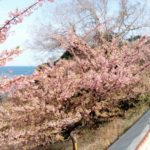 小さな春を発見！長浜から磯津にかけて咲く桜が美しい！