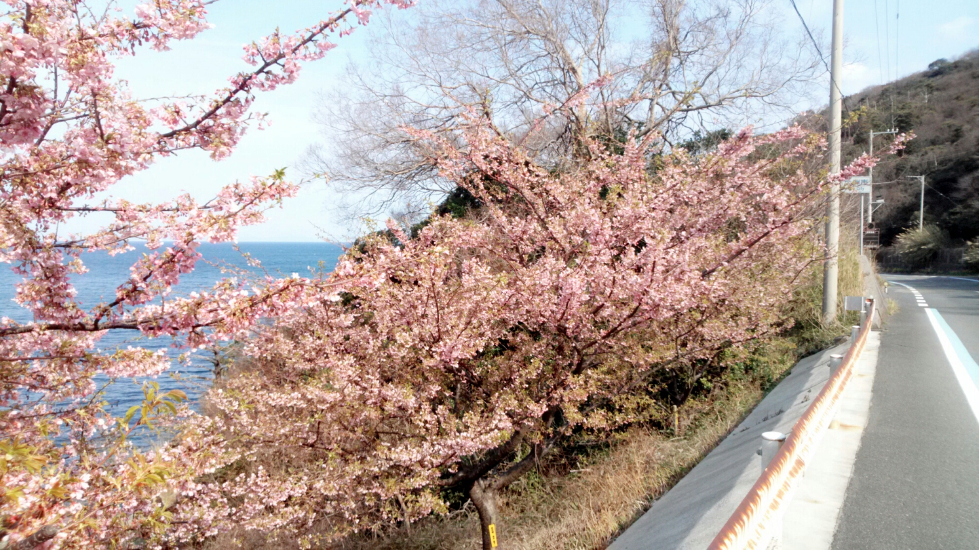 小さな春を発見！長浜から磯津にかけて咲く桜が美しい！