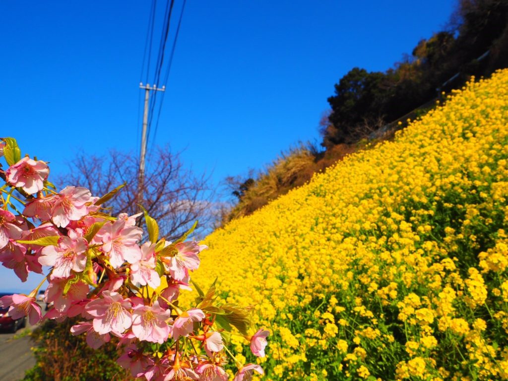 まるで黄色いじゅうたん！？双海で見つけた菜の花畑が今見頃です！