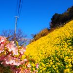 まるで黄色いじゅうたん!?双海で見つけた菜の花畑が今見頃です!
