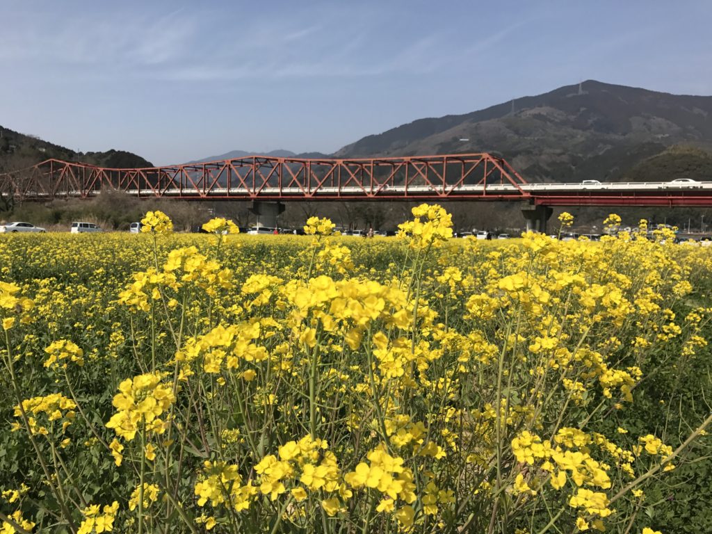 インスタ女子・男子におすすめの撮影スポット！一面菜の花畑の大洲市五郎河川敷に行ってきました！