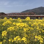 インスタ女子・男子におすすめの撮影スポット!一面菜の花畑の大洲市五郎河川敷に行ってきました!
