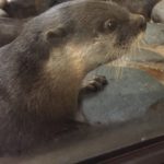 カワウソが愛媛にも!?松野町にある水族館「おさかな館」でイナバウアーをするカワウソ親子に会ってきました!