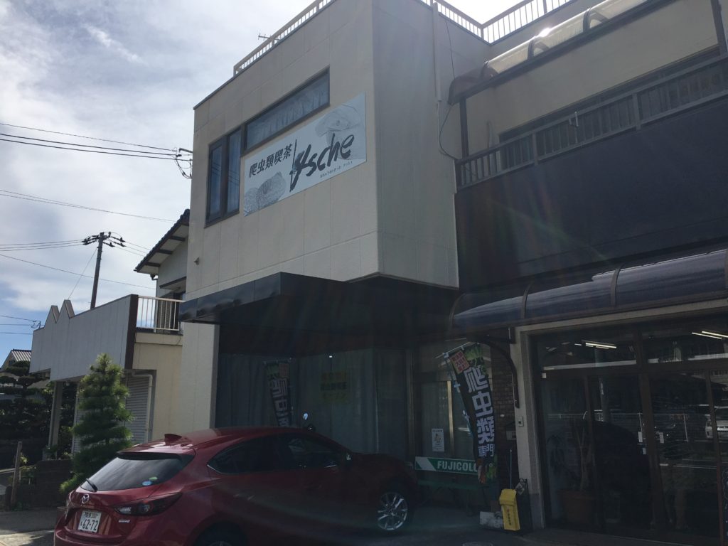 【閲覧注意】四国初！八幡浜市保内町に誕生した爬虫類喫茶「ＡＳＨＥ」（アッシュ）に行ってみた！