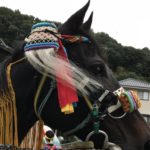 煌びやかに飾られたお供馬とかわいらしい乗り子は一見の価値あり!京都の競馬神事の流れを600年受け継ぐ今治市菊間町の「お供馬の走り込み神事」がすごい!