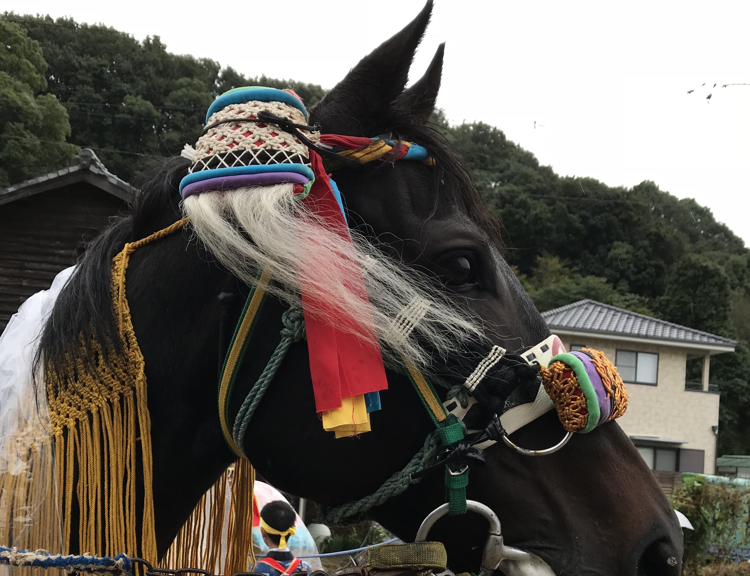 煌びやかに飾られたお供馬とかわいらしい乗り子は一見の価値あり！京都の競馬神事の流れを600年受け継ぐ今治市菊間町の「お供馬の走り込み神事」がすごい！