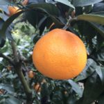 【お手伝いプロジェクトレポ】今年の出来も上々!高級柑橘「紅マドンナ」の収穫に行ってきました!