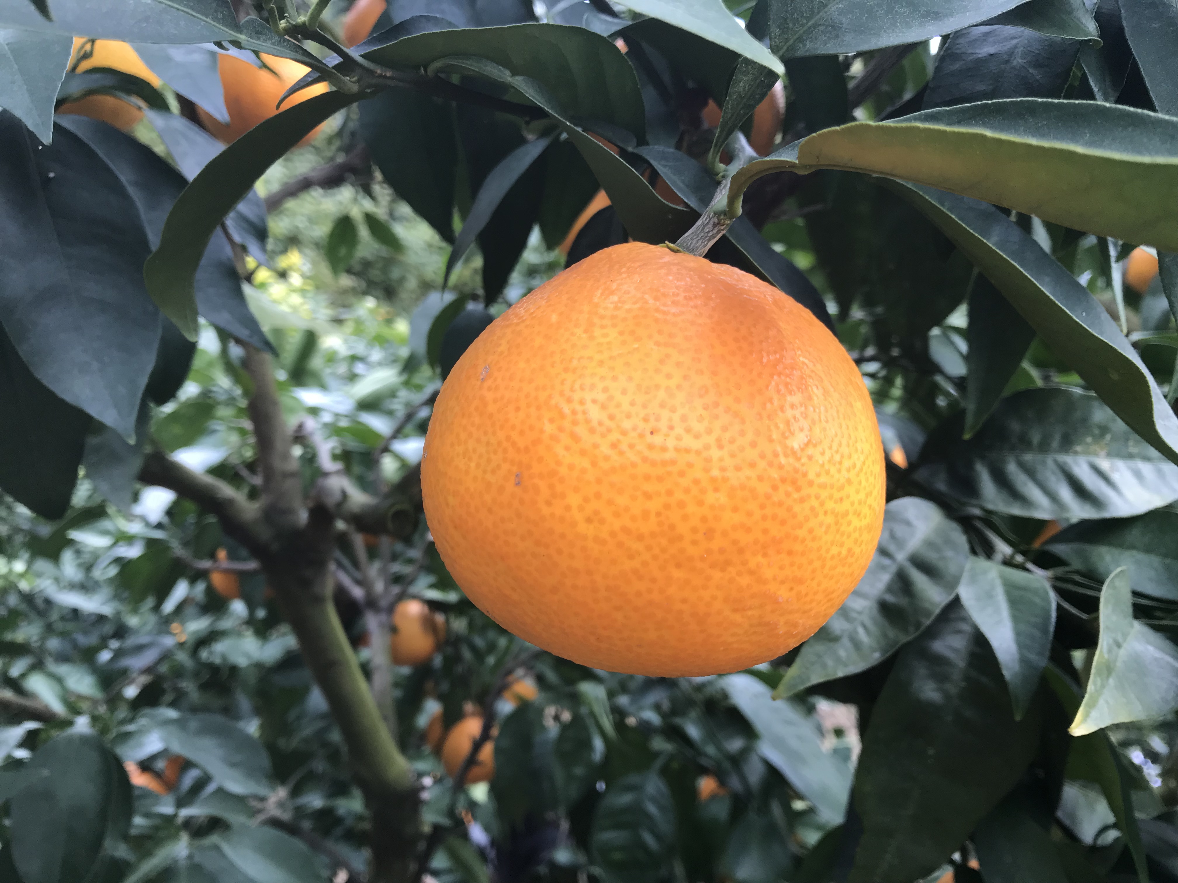 【お手伝いプロジェクトレポ】今年の出来も上々！高級柑橘「紅マドンナ」の収穫に行ってきました！