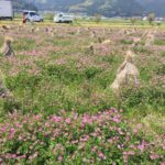 一面のれんげ畑とマンモスが一緒に見れる!西予市「宇和れんげ祭り」が開催間近です!