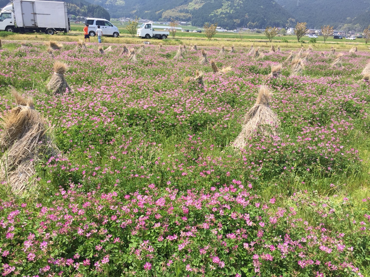 一面のれんげ畑とマンモスが一緒に見れる！西予市「宇和れんげ祭り」が開催間近です！