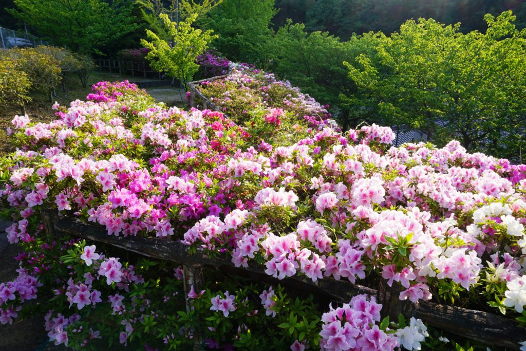 視界を埋め尽くすは３色のツツジ！　保内町磯崎にある「二宮敬作記念公園」のツツジが見頃を迎えていますよ！