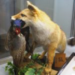 常設展示だけで約3000点の資料数! 石鎚山のふもとにある「面河山岳博物館」へ行ってきました!
