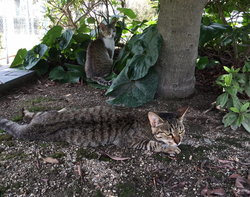 猫好きにはたまらない！八幡浜で猫がいる「北浜公園」に行ってきました！