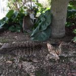 猫好きにはたまらない!八幡浜で猫がいる「北浜公園」に行ってきました!