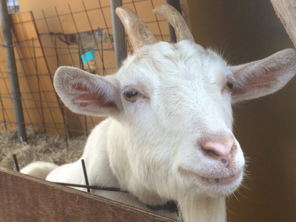 砥部町の理正院そばに“やぎの楽園”が！？３０匹を超えるやぎに癒やされる隠れスポットに行ってきました！