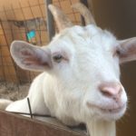 砥部町の理正院そばに“やぎの楽園”が!?30匹を超えるやぎに癒やされる隠れスポットに行ってきました!