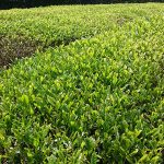 新宮茶だけではない!愛媛県を代表する一級品のお茶「富郷茶」ができるまでを現場体験してきた!