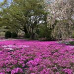 毎年4月頃開催!カフェ・ソフトクリームもある山本牧場の「しば桜まつり」に参加してきたよ!