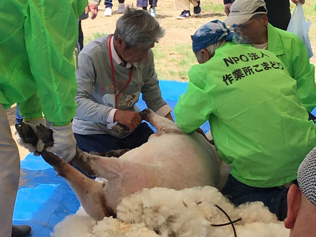 年に１度の大イベント！今治の「ひつじ大すき！毛刈り大会」をご紹介します！