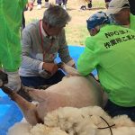 年に1度の大イベント!今治の「ひつじ大すき!毛刈り大会」をご紹介します!