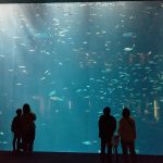 超最速レポート!実は愛媛も知れる「四国水景」がコンセプトの「四国水族館」に行ってきたよ!