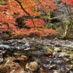 四季折々の自然美を感じる!内子町・小田深山にいやしのピクニックに出かけよう!