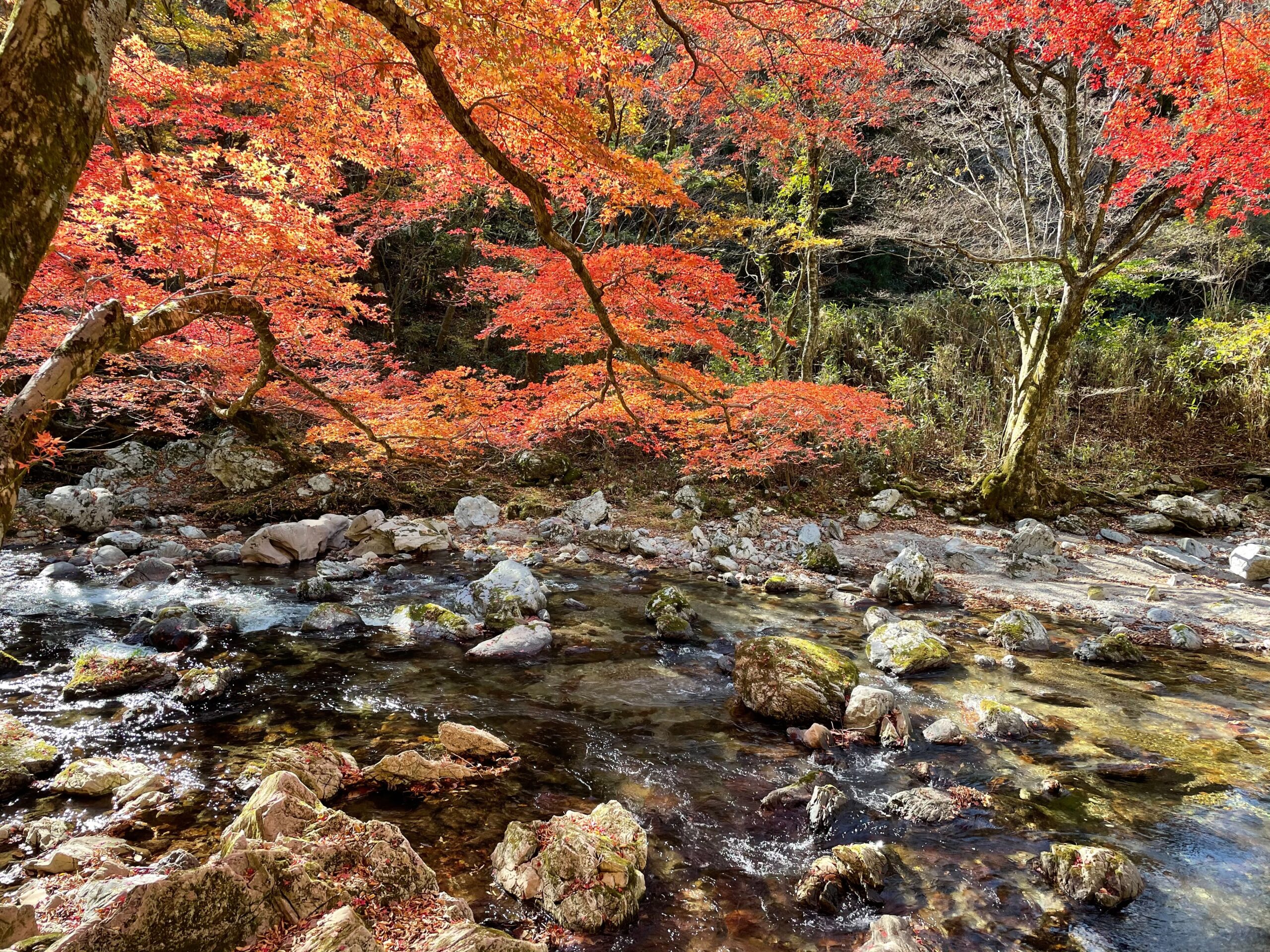 四季折々の自然美を感じる！内子町・小田深山にいやしのピクニックに出かけよう！
