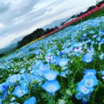 大洲市の春の観光はここ!綺麗すぎるお花のビュースポットを紹介します!