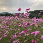 春におすすめ!大洲市五郎にある畑の「前河川敷」に行ってきたよ!