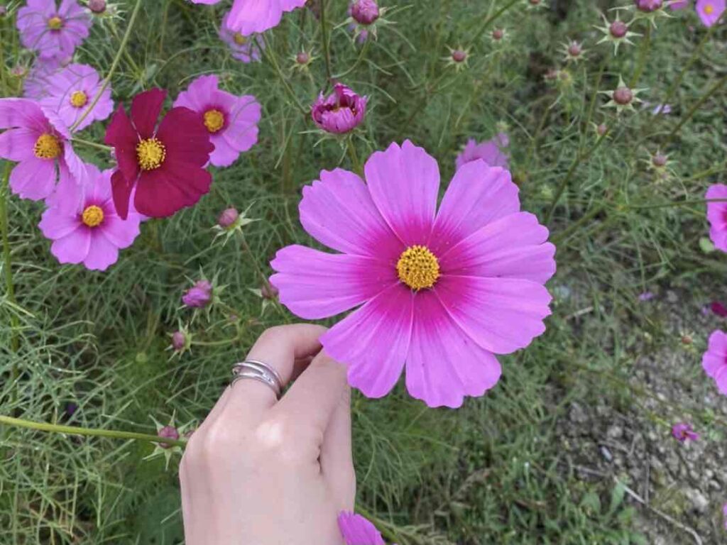一度は行きたい秋の絶景！大洲市・内子町のおすすめスポット３つを紹介します！