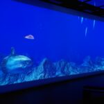 道の駅に”海”?絶景・グルメも味わえる「伊方きらら館」に行ってきました!