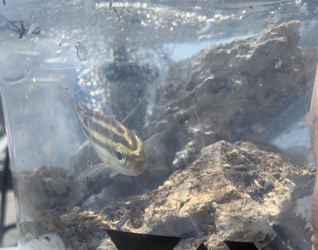 子供も安心！南予で始めるおすすめの家族釣りをご紹介します！【伊方港編】