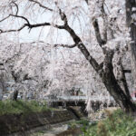 内子町で春を感じよう!写真家おすすめのしだれ桜スポットを2ヶ所ご紹介します!