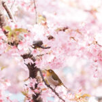 必見!大角海浜公園で見つけた早春の景色をご紹介!