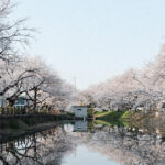 今が見頃!西条市の「ひょうたん池」で池と桜を楽しもう!