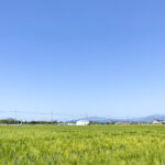 必見!松前町名物の麦畑の青さに癒されよう!