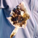 初心者でもいっぱい釣れる!八幡浜市大島へ行ってきたよ!