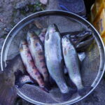 【南予・大洲】遊んで!食べて!大人も子供も大満喫!?休日に日帰りで楽しむなら「あまごの里」へ!